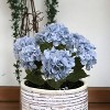 Floral Home 20" Blue Hydrangea Bush - 6-Piece - 4 of 4