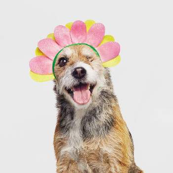 Halloween Flower Cat And Dog Headwear - Hyde & Eek! Boutique™ : Target