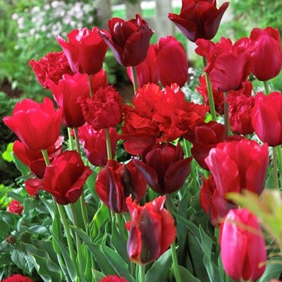 Tulips Non-Stop Red Blend - Set of 25 Bulbs - Van Zyverden