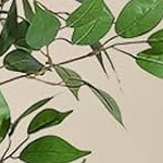 4ft ficus-white planter