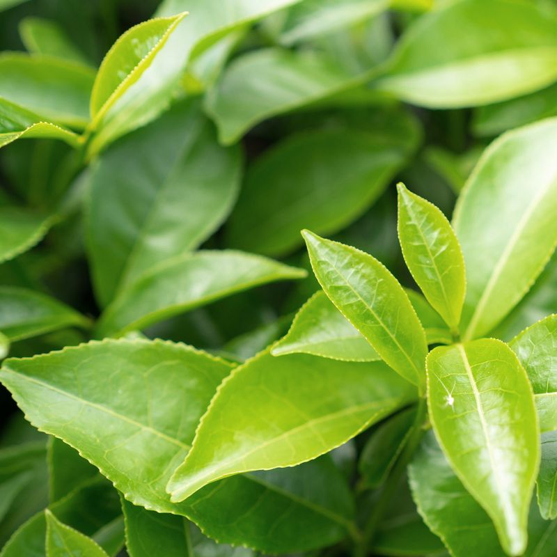 Herbal Essences Clarifying Shampoo with Tea Tree, 6 of 11