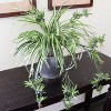 Floral Home 32" Spider Plant with 60 Fronds - 2-Piece - 2 of 2
