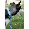 Country Brook Design Martingale Heavyduty Nylon Dog Collar - 3 of 4