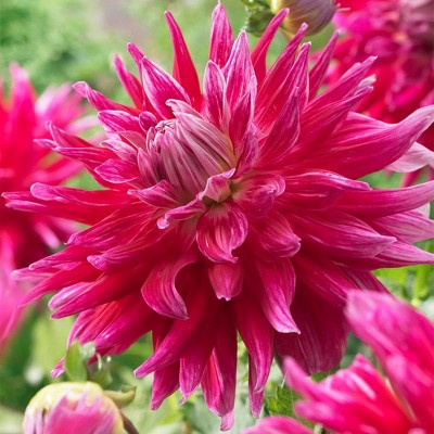 5ct Dahlias Grande Finale Bulbs - Van Zyverden