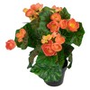 Northlight 11" Coral Pink Potted Silk Begonia Spring Artificial Floral Arrangement - 3 of 4