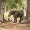 Breyer Animal Creations CollectA Wildlife Collection Miniature Figure | African Elephant - 3 of 4