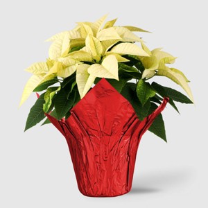 Holiday 6" White Poinsettia Live Plant - Good Little Garden™ - 1 of 4