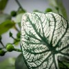 Sullivans Caladium Eucalyptus Wreath - 2 of 3