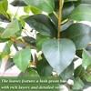 GustoWave 2pcs Artificial Camellia Tree - Realistic Camellia Leaves, White Camellia Flowers, Potted Camellia Tree, Indoor Home Decor Plant - 4 of 4
