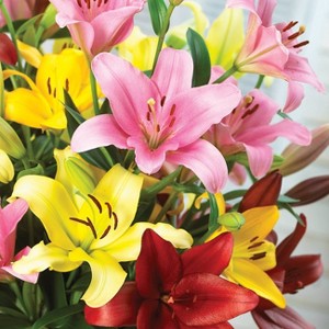 Van Zyverden 3ct Bulbs Lilies Asiatic Mixed - 1 of 4