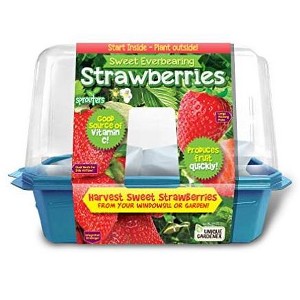 Unique Gardener Sweet Everbearing Strawberies - 1 of 1