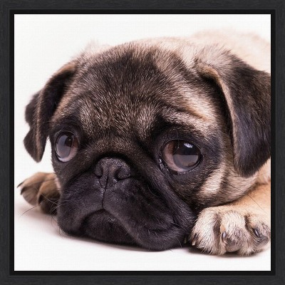 Sad Sack Pug Framed Canvas Print in Black Frame