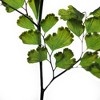 Vickerman 6-10" Oasis Green Fern - Adianthum - Petite Variety, 6 stems, Preserved - 4 of 4