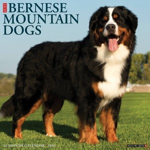 Willow Creek Press 2026 Bernese Mountain Dogs Wall Calendar - 1 of 4