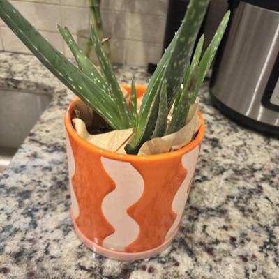 Guest review image 2 of 3, zoom in