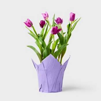 Live 6" Potted Tulip Plant - Spritz™