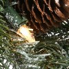National Tree Company 9 ft. Snowy Morgan Spruce Garland with Clear Lights - 3 of 4