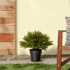 National Tree Company 15" Globe Cedar Artificial Tree: Faux Polyethylene Plant, Indoor/Outdoor Decor with Pot - 2 of 3
