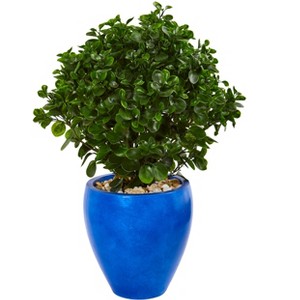 Nearly Natural 32-in Peperomia Artificial Plant in Blue Planter(Indoor/Outdoor) - 1 of 1