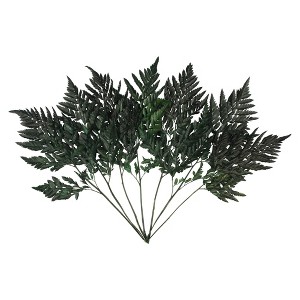 Vickerman 12-15" Fern Green Fern-Leatherleaf, 6 stems, Preserved - 1 of 4