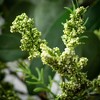 Sullivans Seeded Eucalyptus Wreath - 2 of 3