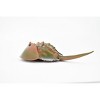 Collectible Wildlife Gifts | Crab, Horseshoe Crab, Museum Quality, Hand Painted, Rubber Crustacean, Realistic Toy Model, Gift,  6"   CH467 BB151 - 4 of 4