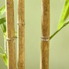 NicBex Artificial Bamboo Trees, Indoor/Outdoor Faux Decorative Plant, Fake Plants in Pot, Perfect for Home Office Living Room Decor - 4 of 4