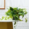Forever Leaf Artificial Ivy Foliage Plant in Black Ceramic Pot, Indoor Artificial Plant for Home Decor - 4 of 4
