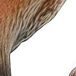 b 6pcs jungle animals