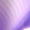 lilac lotus