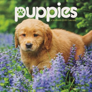 Trends International 2025 Puppies Wall Calendar: Monthly 12x12" Paper, Saddle Stitch Binding, All Ages, Multicolored - 1 of 4