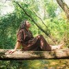 Gaia Herbs Echinacea Goldenseal Supreme - 4 of 4