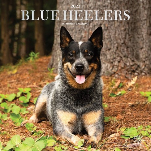 Dog Toys For Blue Heelers