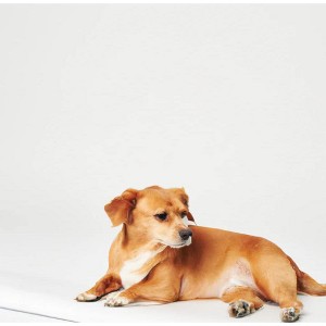 Inspire Super and Ultra Absorbent Disposable Bed Pads (23" X 36" Reusable 2 Pack) - 1 of 4
