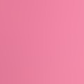 Pink Rose