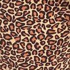 brown cheetah