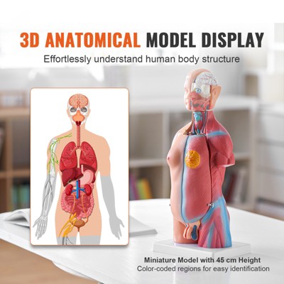 VEVOR Human Body Model, 23 Parts 18 inch, Human Botswana | Ubuy