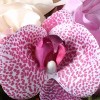 National Tree Company 12" Rose and Orchids Bundle - 4 of 4