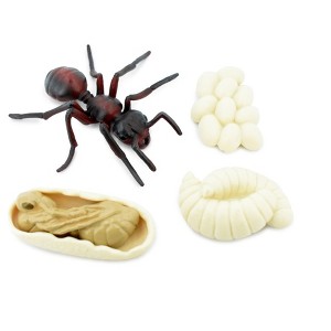 Collectible Wildlife Gifts | Ant, Life Cycle of a Red Ant, 4 Stages, Museum Quality, Hand Painted, Rubber Insect, Model, Gift,   3"  CH479 BB150 - 1 of 4