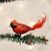 Old World Christmas Large Red Cardinal Glass Blown Ornament for Christmas Tree, Handcrafted Holiday Decoration, Bird Watcher Clip Collection - 2 of 3