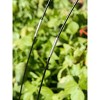 Gardener's Supply Company Adjustable Super Hoops Garden Plant Cover | Sturdy Powder Coated Metal Frame for Raised Bed Vegetable Planter Box Netting - 3 of 4