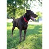 Country Brook Petz Heavy Duty Nylon Martingale Dog Collar with Deluxe Buckle - 30+ Vibrant Color Options - 3 of 4