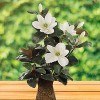 Floral Home 26" White Magnolia with Bud Home and Event Decor - 6-Piece - 2 of 4