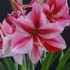 Van Zyverden Amaryllis Pink Flower Bulb with Artisan Decorative Planter - 2 of 4