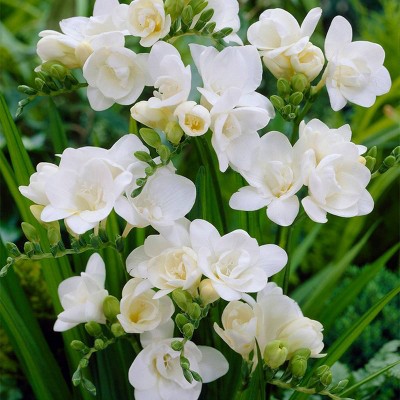 25ct Freesias Double Blooming White Bulbs - Van Zyverden