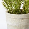 Flowering Rosemary Potted - Threshold™ designed with Studio McGee - image 4 of 4