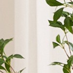 beige - linen