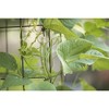 Bean Tower, Heavy Gauge Bean Trellis - Green - Gardener's Supply Company - 4 of 4