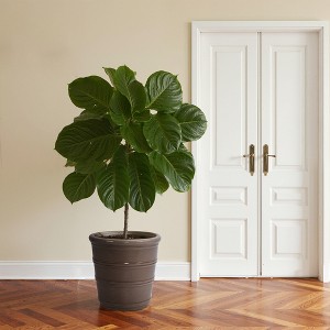 SpassWay 16" Dia Outdoor Indoor Ceramic Planter Pot Decorative Planter with Drainage Hole Patio Flower Pot - 1 of 4