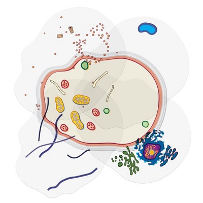 Roylco® See-Through Animal Cell Builder